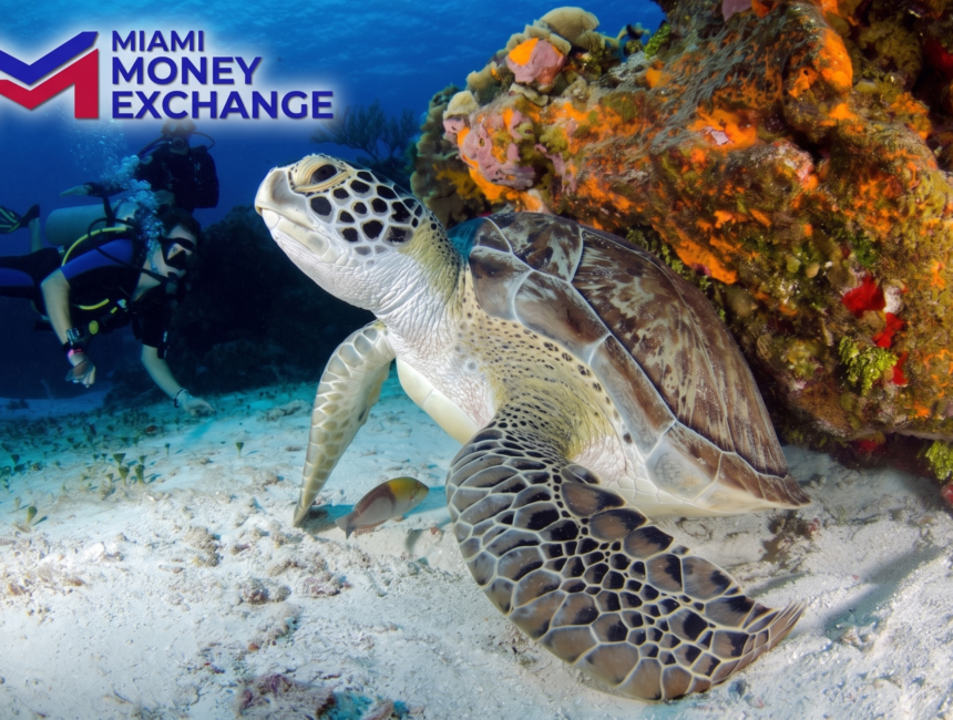 Snorkel in Miami’s Reefs: Secret Beaches and Currency Exchange Without Surprises